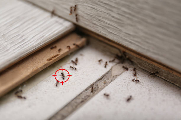 Wasp Removal Services in Martinsville, VA