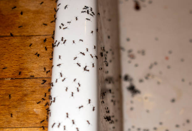 Best Exterminator Services  in Martinsville, VA