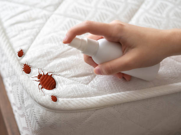 Best Ant Control Services  in Martinsville, VA