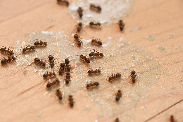 Best Insect Control  in Martinsville, VA