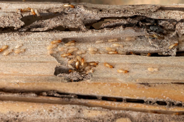 Best Wasp Removal Services  in Martinsville, VA