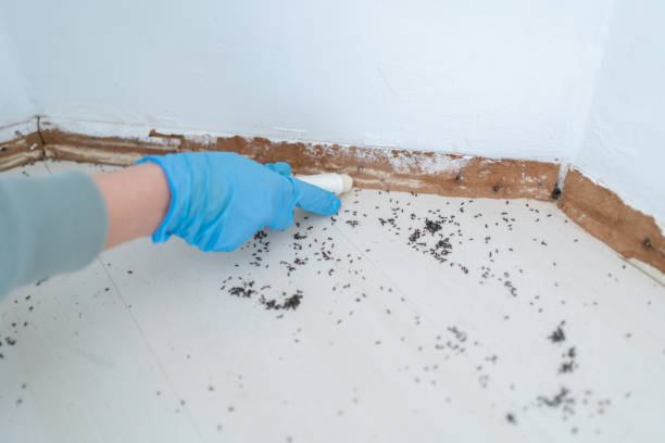 Best Emergency Pest Control  in Martinsville, VA